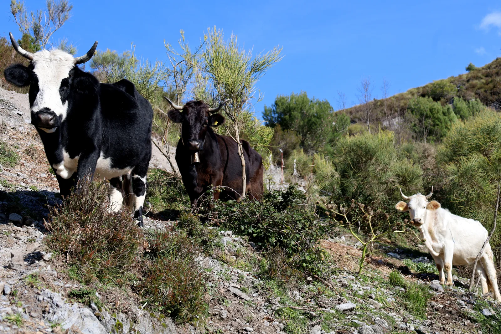 Troupeau de vaches aux robes variées sur un coteau de garrigue, sous un ciel d’azur