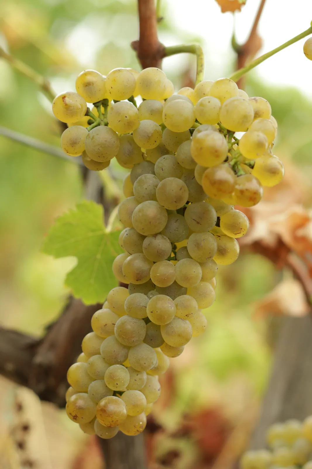 Grappes de raisin doré sur la vigne, baignées de lumière